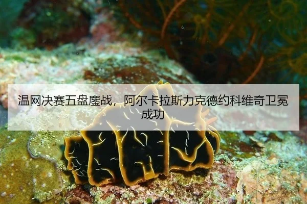 温网决赛五盘鏖战，阿尔卡拉斯力克德约科维奇卫冕成功