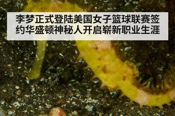 李梦正式登陆美国女子篮球联赛签约华盛顿神秘人开启崭新职业生涯